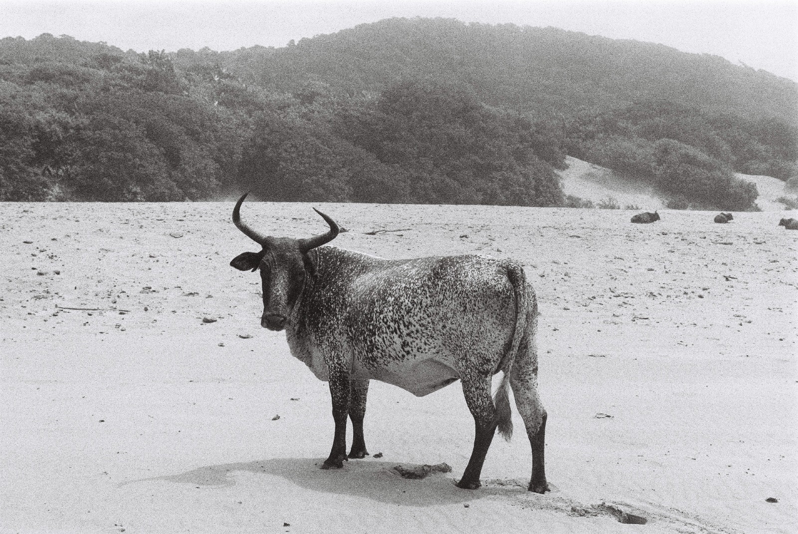 Beach Cow???