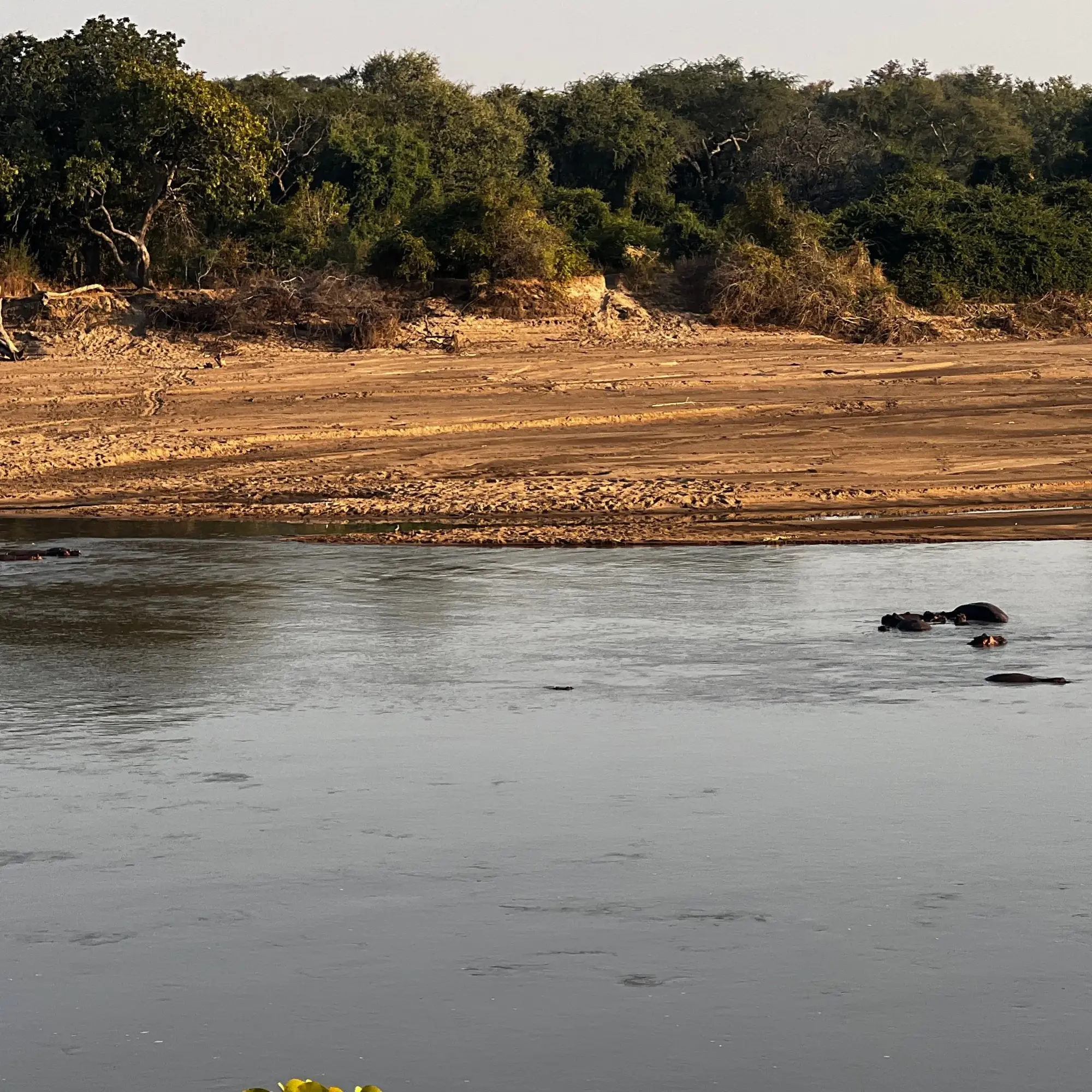 Hippos bathing