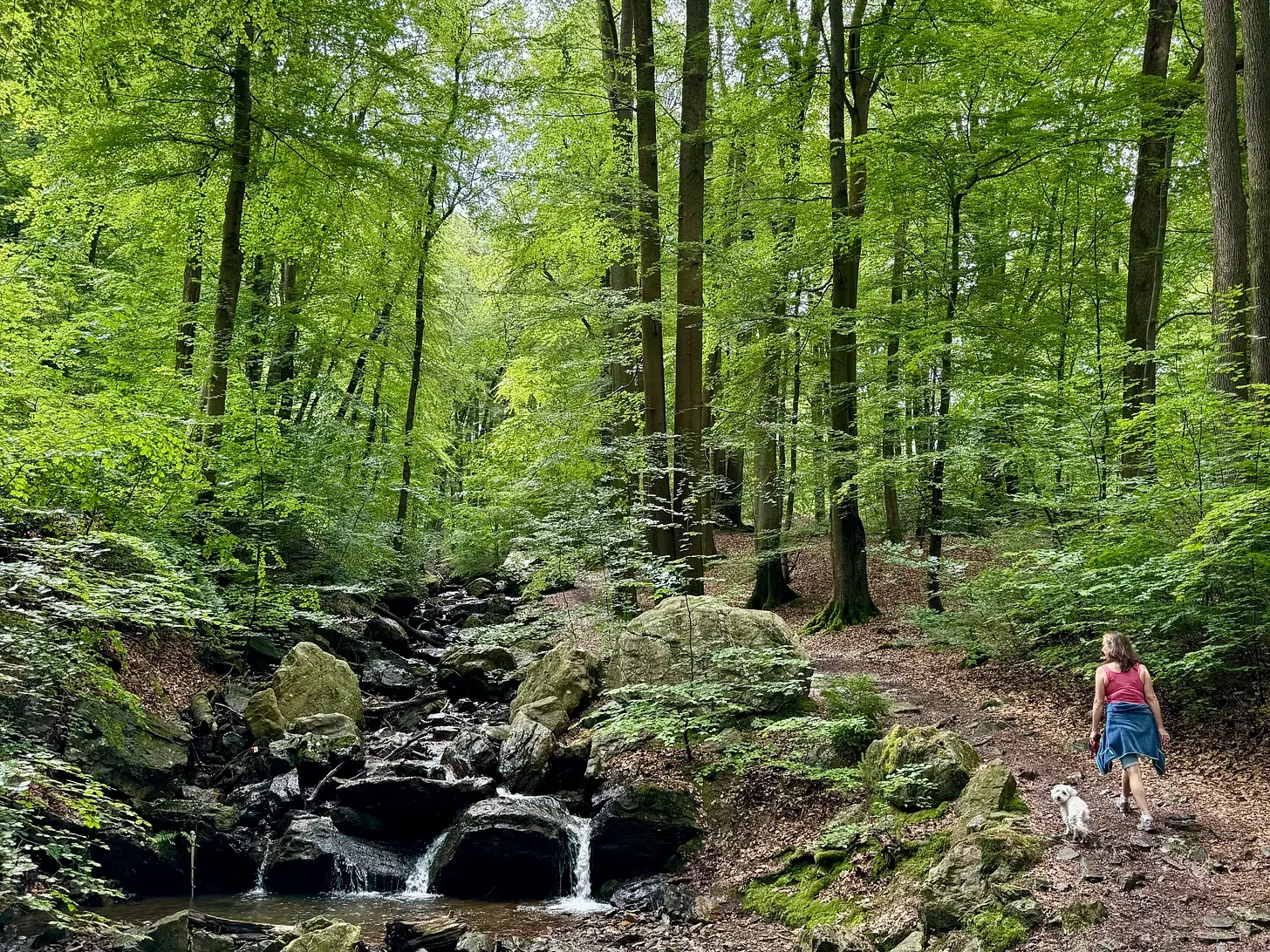 Jessica and our dog Einstein climb a path through the Bois de la Geronstère near the eastern Belgian town of Spa.