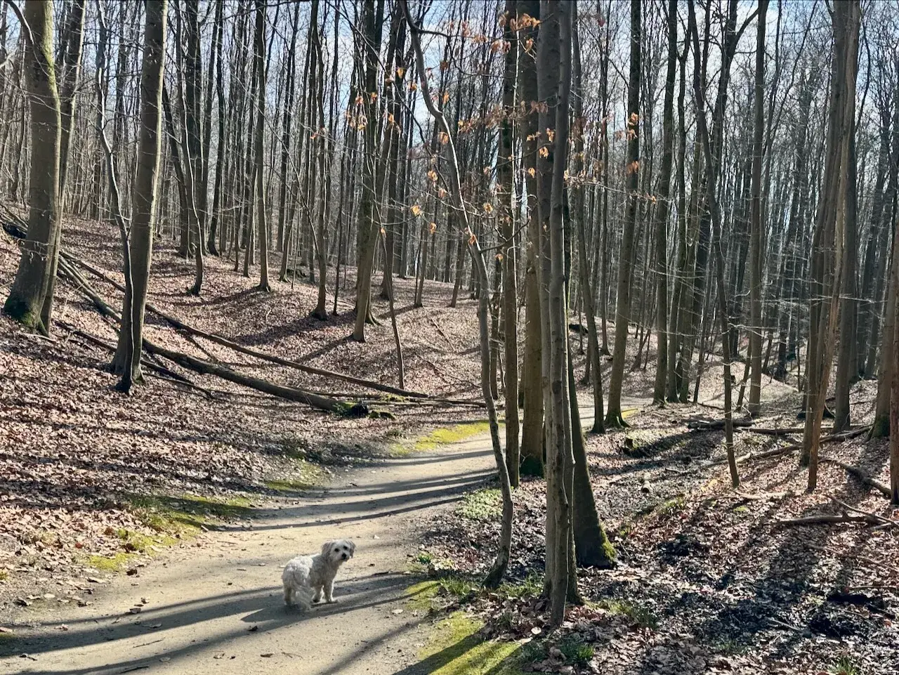 Boitsfort to Groenendaal