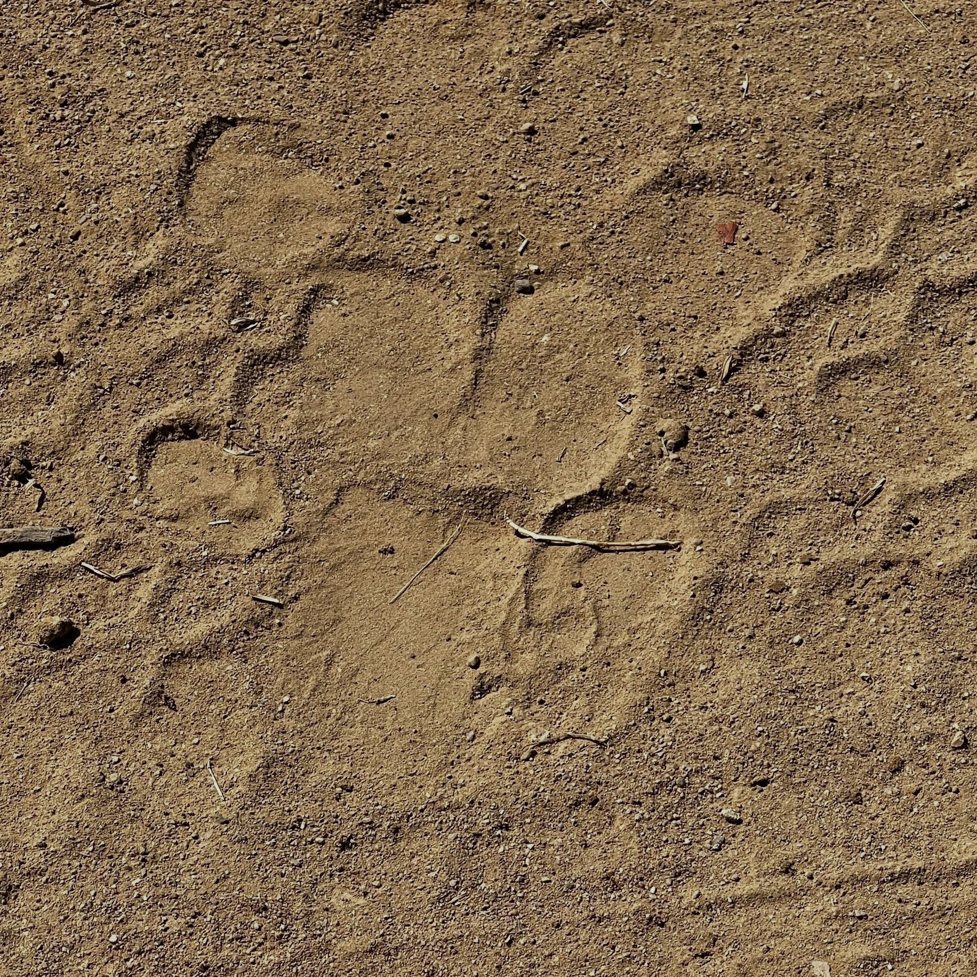 Elephant footprint