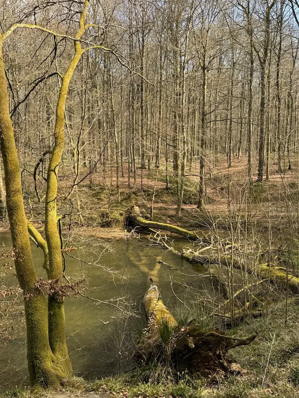 Fallen beech tree near Groenendaal.