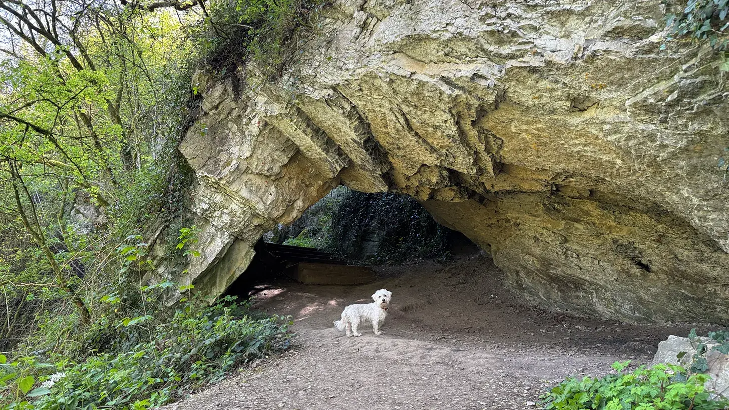 Einstein pauses above where the Lomme river emerges from underground