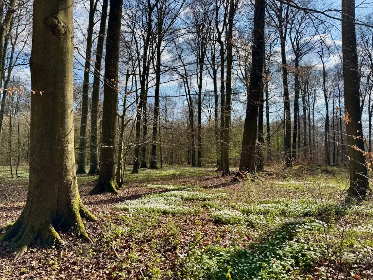 ood anemones seize their spring moment under the ancient beeches.